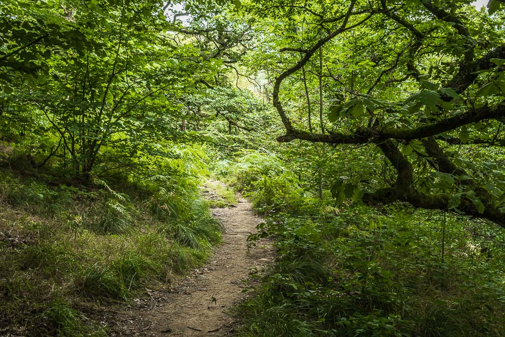 Mill Wood Mill Wood